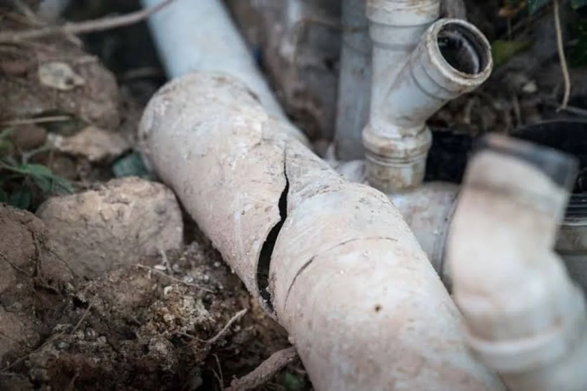 Cracked sewer pipe with tree roots grown through it